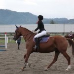 "ALBALU'" Cavallo indicato per ragazzi e adulti, con la sua  esperienza in concorso di salto ostacoli è perfetto per avvicinarsi ai primi concorsi ippici