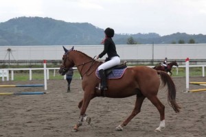 "ALBALU'" Cavallo indicato per ragazzi e adulti, con la sua  esperienza in concorso di salto ostacoli è perfetto per avvicinarsi ai primi concorsi ippici
