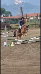 "POIS" Pony utile per affrontare i primi percorsi di salto ostacoli
