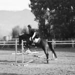 "ICE" Cavallo adatto per i principianti sia adulti che ragazzi. Indicato anche per chi vuole avvicinarsi alla disciplina del dressage.