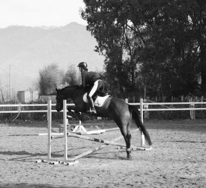 "ICE" Cavallo adatto per i principianti sia adulti che ragazzi. Indicato anche per chi vuole avvicinarsi alla disciplina del dressage.