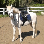 "TOMMY" Pony adatto a tutti i bimbi sia per il salto che per il dressage