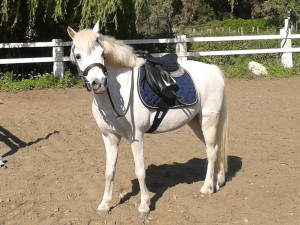 "TOMMY" Pony adatto a tutti i bimbi sia per il salto che per il dressage