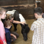 "BRUNA" La nostra super pony per i più piccoli permette il loro l'avvicinamento grazie alla sua affidabilità e pazienza.